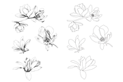 Hand Sketched Magnolia, an Object Graphic by VictoriaKStudio (Thumbnail 2 of 6)