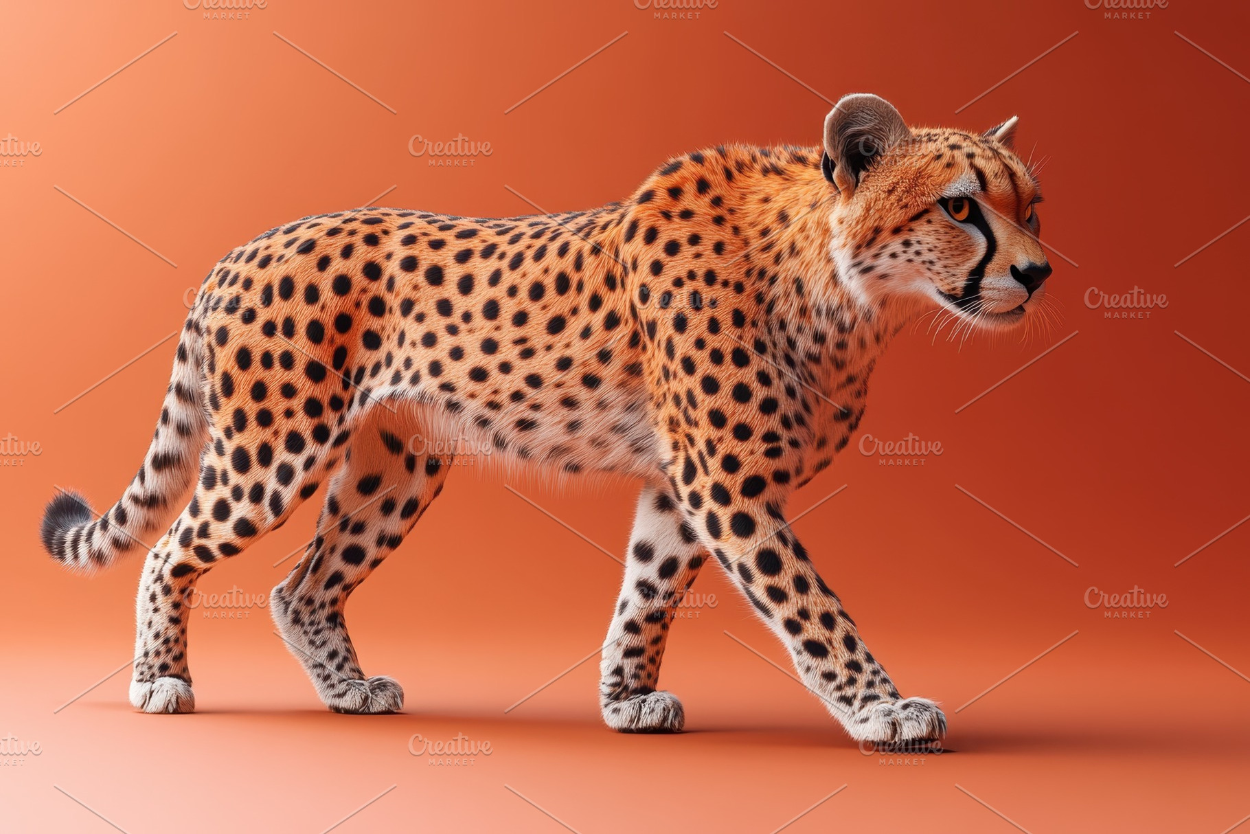 Cheetah walks gracefully against a v, a Photo by Tanuart