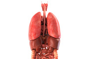 Human internal organs, a Characters & Person 3D Model by konstantin.ermolaev (Thumbnail 3 of 46)