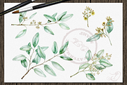 Seeded Eucalyptus Illustration, a Decorative Illustration by DioFlow (Thumbnail 3 of 6)
