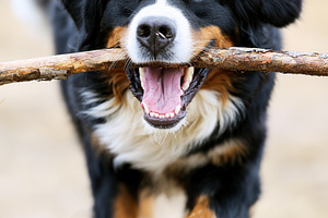 Happy Bernese Mountain Dog, an Animal Photo by MistyDay