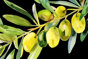 Watercolor Oliva Branch Clipart Png