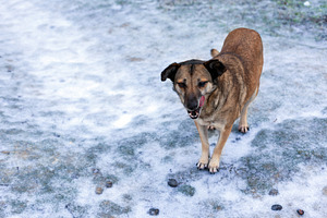 Alert brown dog standing outdoors on a frosty, snow-dusted surfa, an Animal Photo by Ales Munt