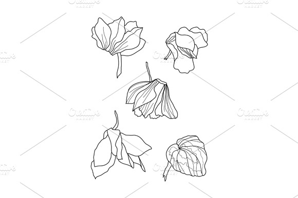 Cyclamens Pen Drawing Set