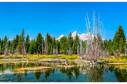 Natural Wilderness at Schwabacher, a Nature Photo by Leonid Andronov