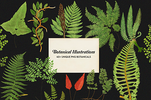 Botanical Illustrations - 40 PNG