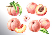 Ripe Peaches. Watercolor set, a Food Illustration by Daria Ustiugova (Thumbnail 3 of 23)