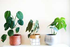 Indoor plants stock photo containing plant and indoor plant