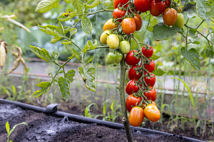 red ripe cherry tomatoes grown
