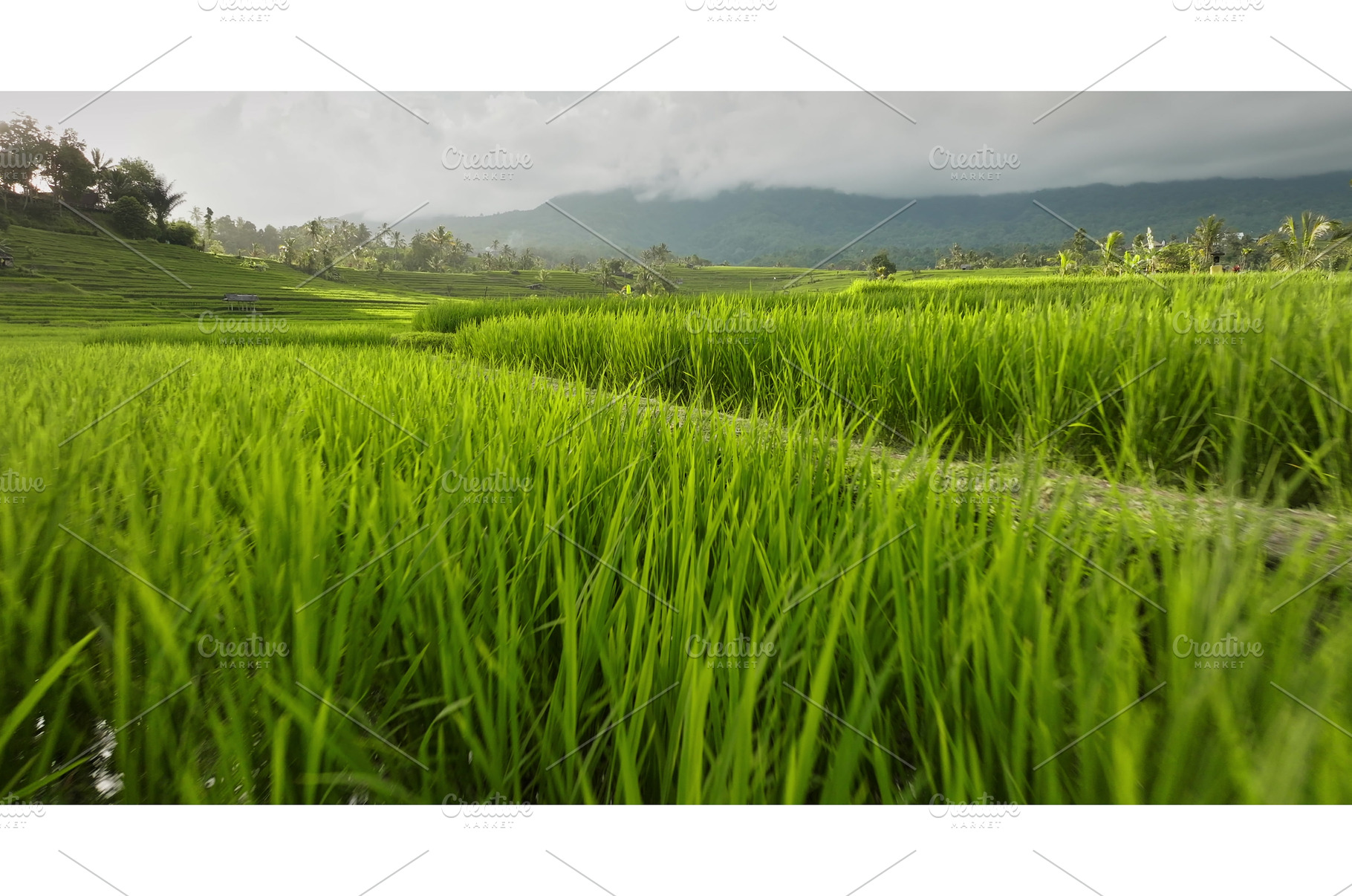 Bali rice terraces with lush green, a Nature Photo by Goinyk