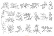Branches, Leaves and Berries Vol. 2, a Seasonal Illustration by GVGraphics (Thumbnail 8 of 12)