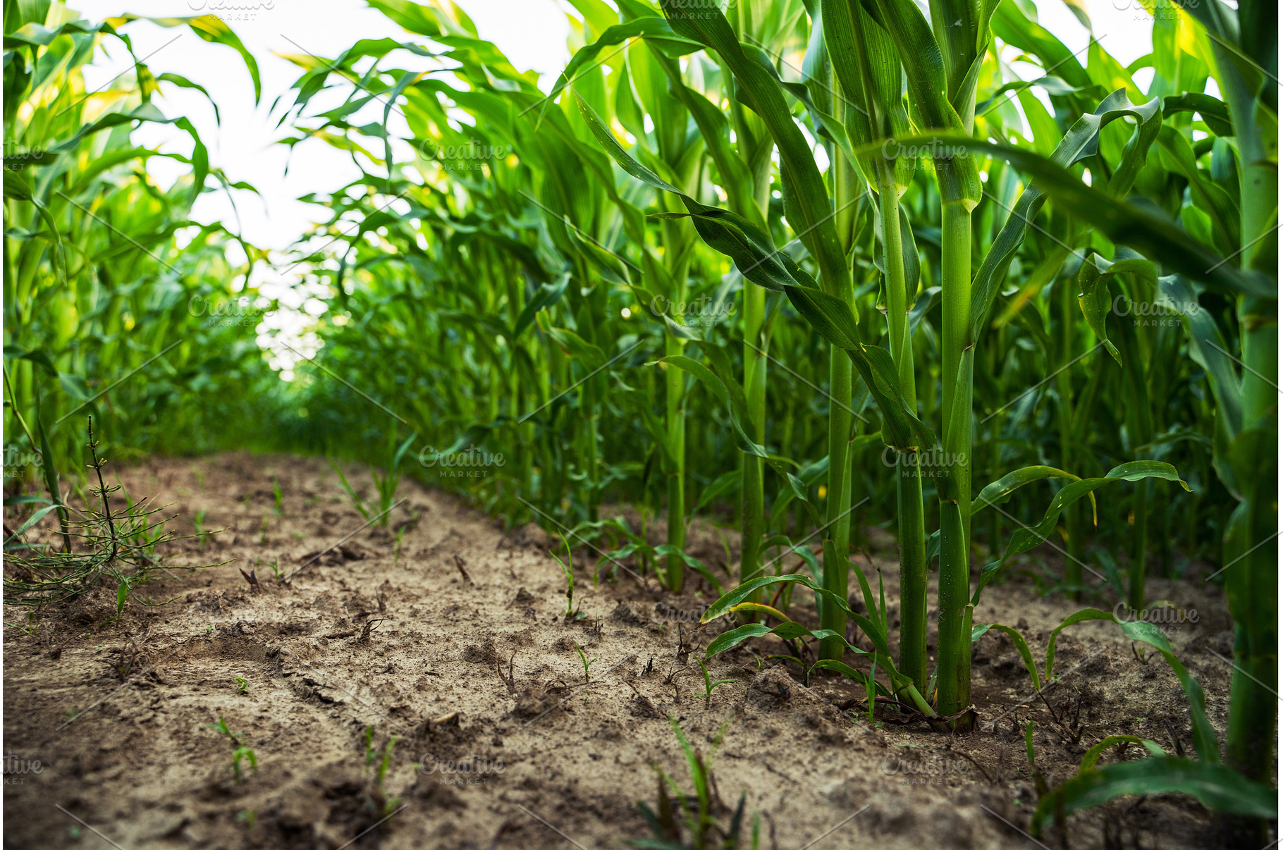 Ground-level view of corn stalks in, a Nature Photo by volodymyrshtun13795