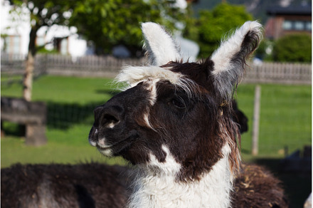 Llama grazing in a sunlit pasture, an Animal Photo by Irina