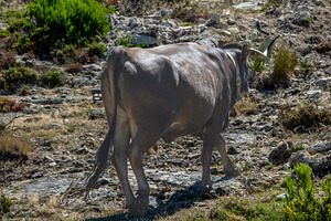 Black bull walking at countryside environment, an Animal Photo by DanFLCreativo