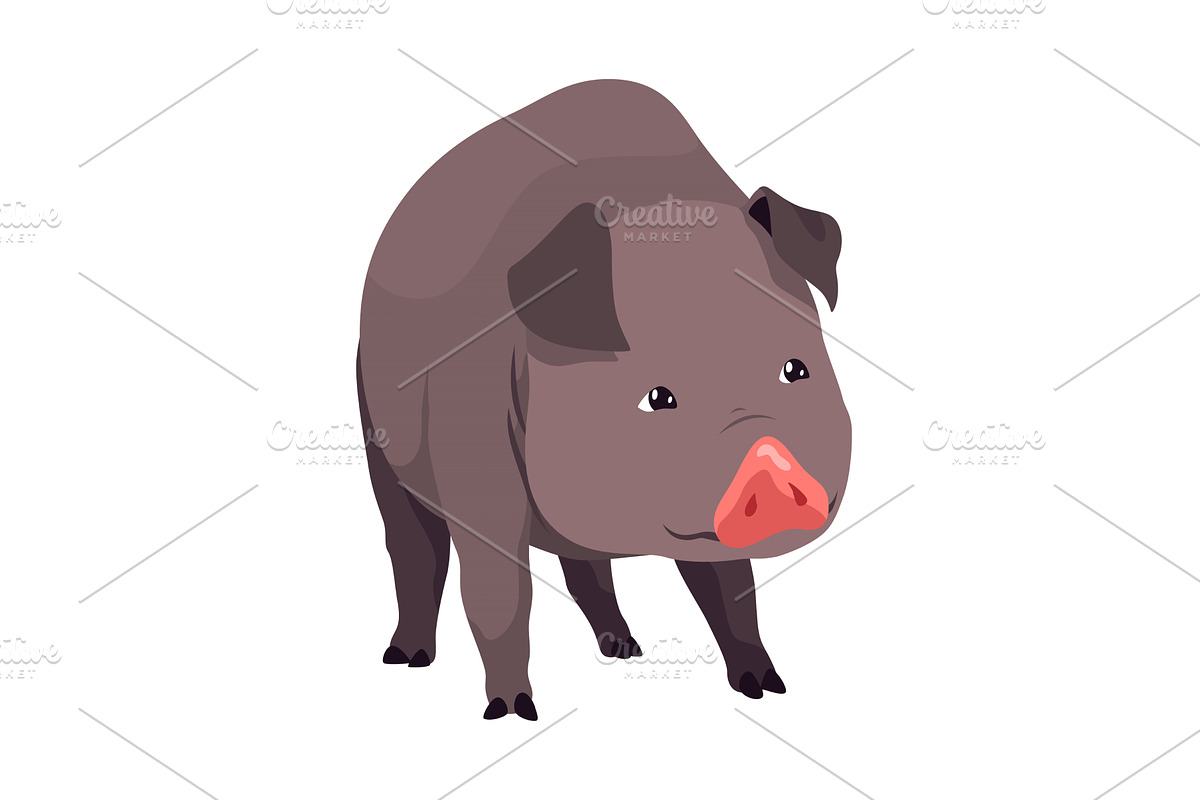 Pig set flat cartoon isolated on, an Animal Illustration by the8monkey