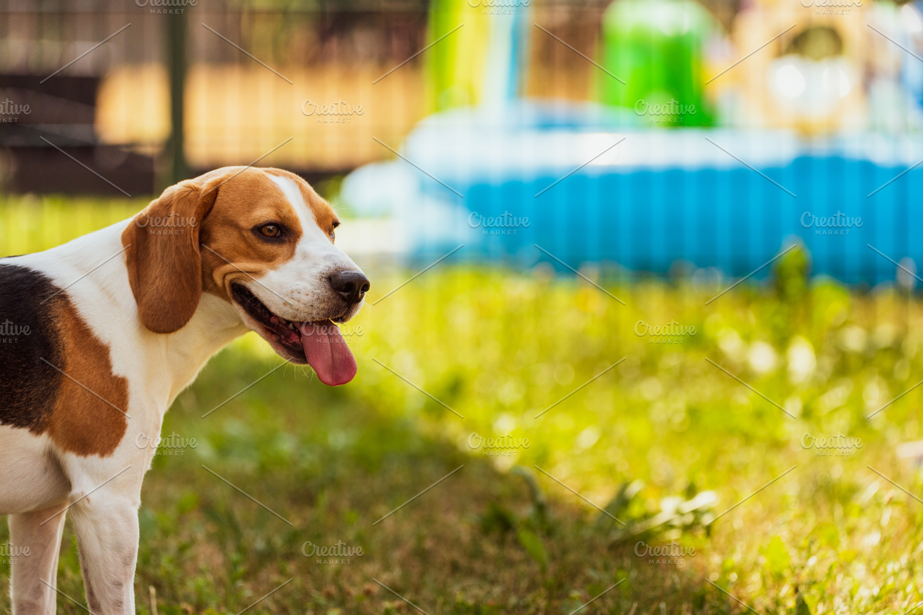 Beagle dog in a garden with tongue, an Animal Photo by MadPhotos