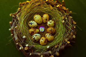 quail eggs in a wooden nest on gre