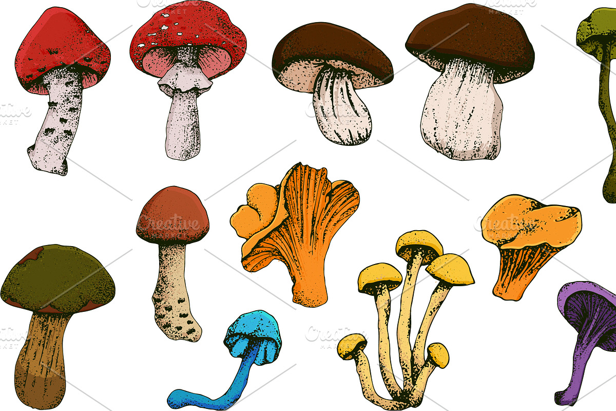 Hand drawn vintage mushrooms, a Food Illustration by Elena Mykhailenko (Photo 3 of 5)