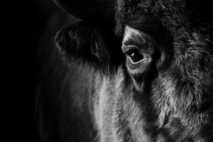 Portrait of a bison in the front featuring bison, buffalo, and portrait