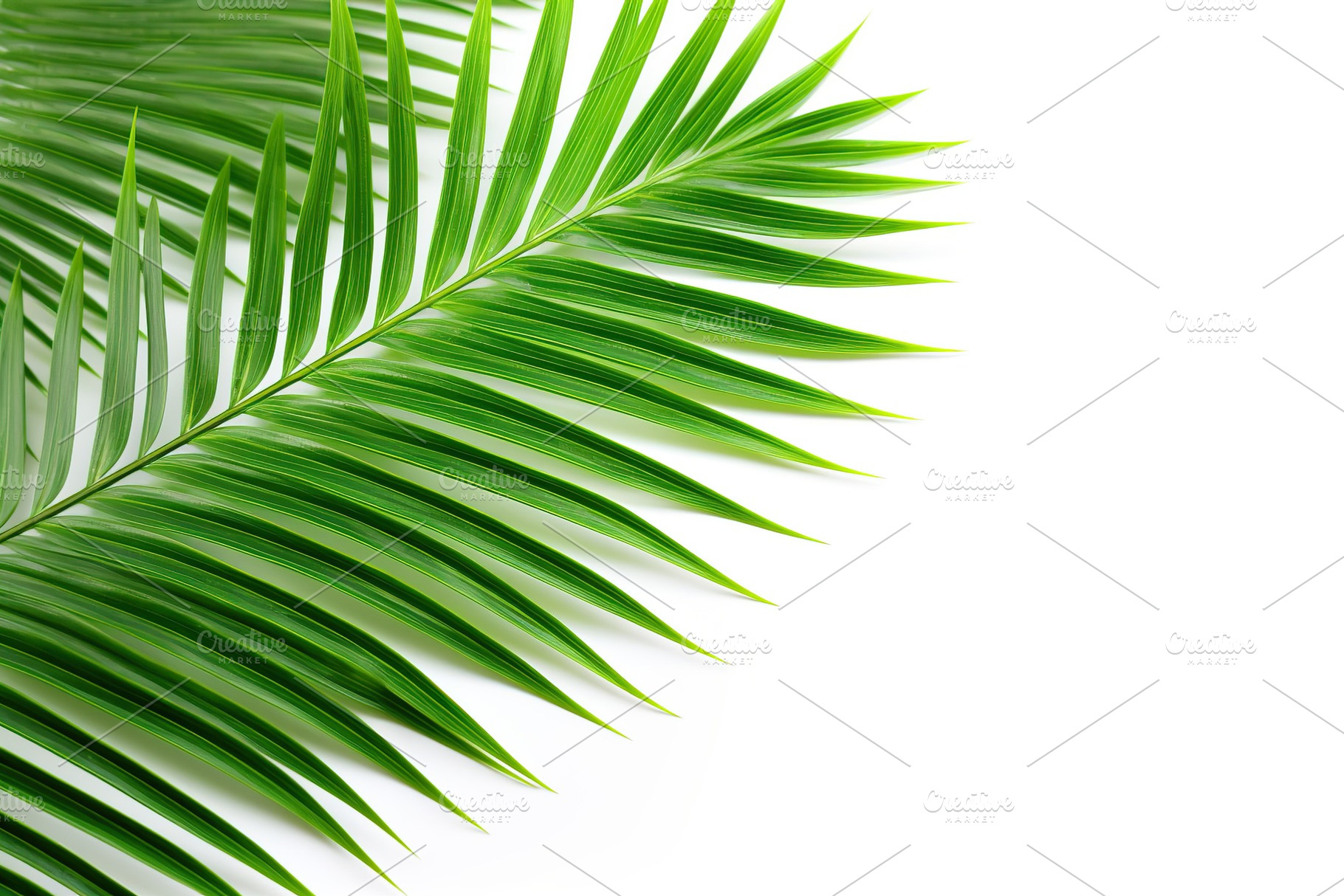 Green palm leafs on white background, a Nature Photo by AlyaAnd