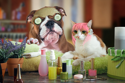 cat and dog beauty salon
