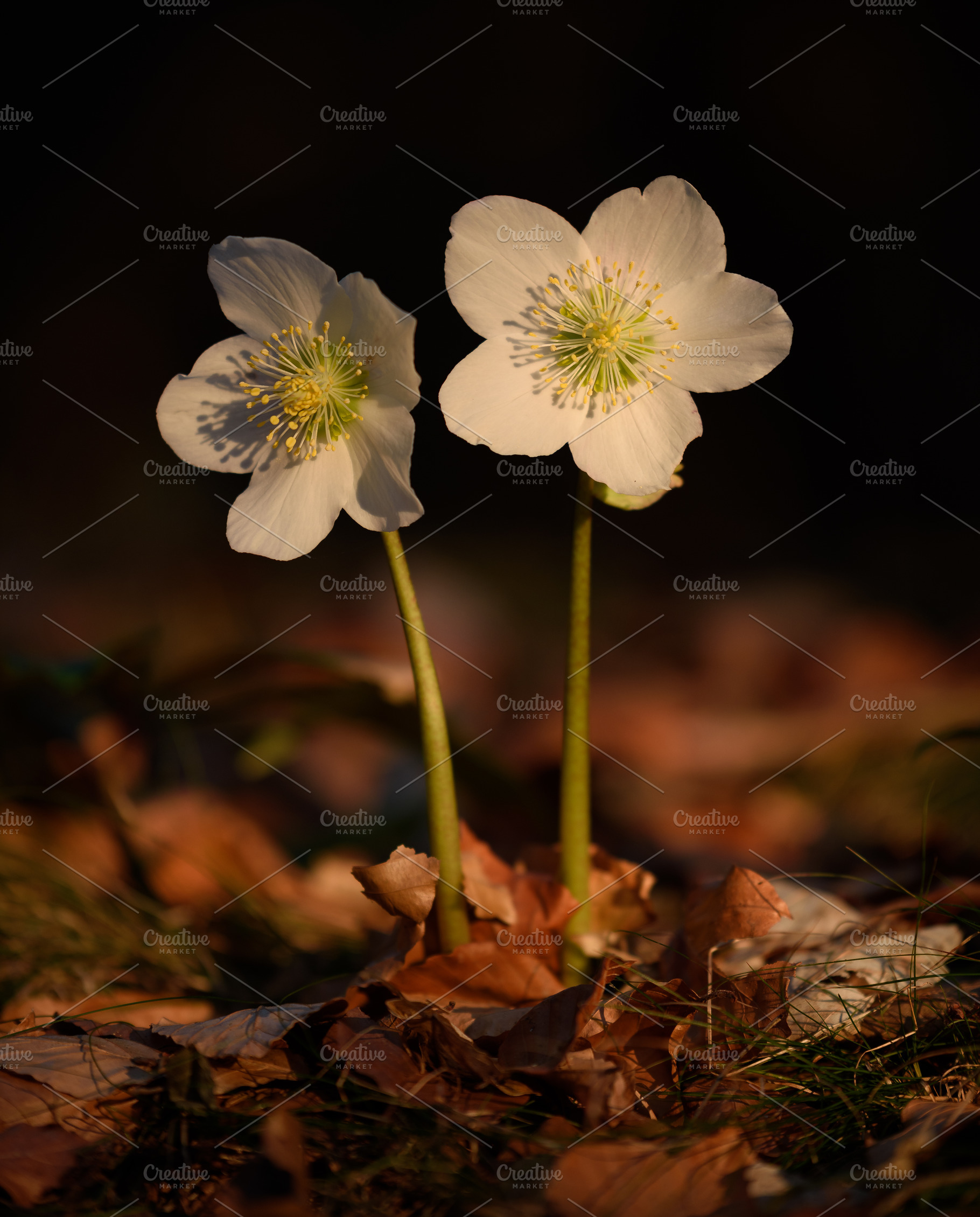White flower in the spring forest, a Nature Photo by Dreamy Pixel