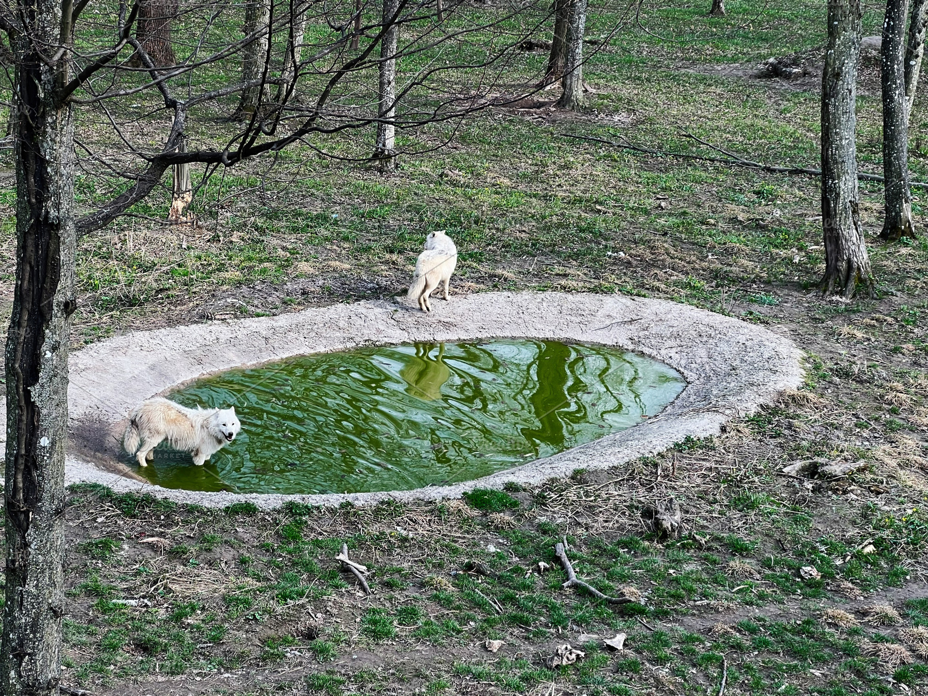 Two white wolves exploring a forested area near a small pond, a Photo by AS photostudio