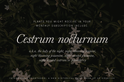 Edgethorn Italic Serif Font, a Serif Font by Up Up Creative (Thumbnail 12 of 17)