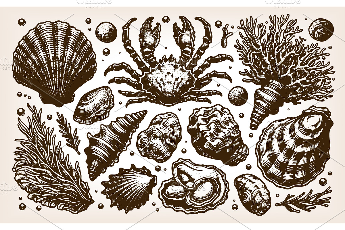 Crab and Seashell Collection vector, an Illustration by AlexArt
