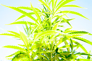 Marijuana Sativa Strain Stock Bundle, a Nature Photo by r.r.palacios (Thumbnail 2 of 6)