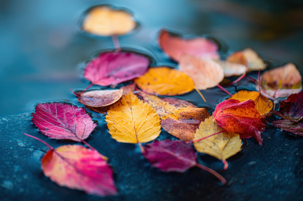 Floating Leaves on Still Water, a Nature Photo by Virgo Studio