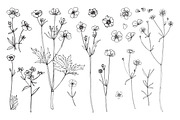 Wildflowers and herbs line sketch, a Decorative Illustration by irina.vaneeva (Thumbnail 10 of 10)