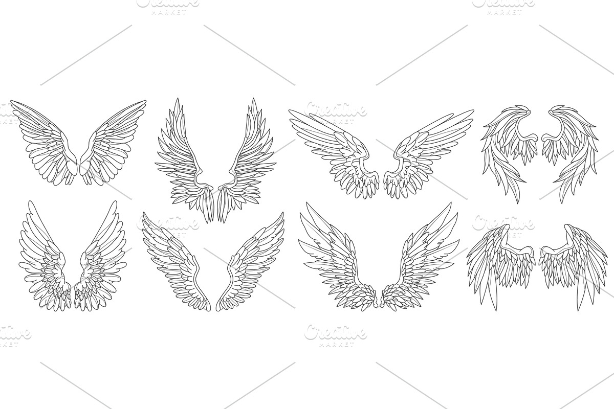 Set of angel or bird wing. Vector, an Animal Illustration by Elegant Solution