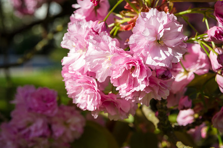 Japanese cherry blossom in spring. Macro view, a Nature Photo by GoodGoods