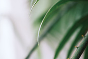 Palm Trees Photo Set, a Nature Photo by Nazar Hrabovyi (Thumbnail 2 of 5)