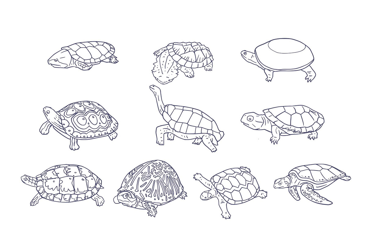 Breeds Turtle Handdrawn Vol 2, an Animal Illustration by SLAB! Design (Photo 2 of 3)