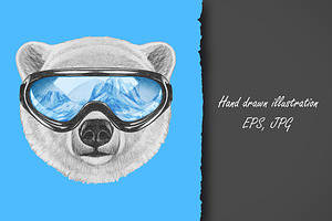 Polar Bear / Winter
