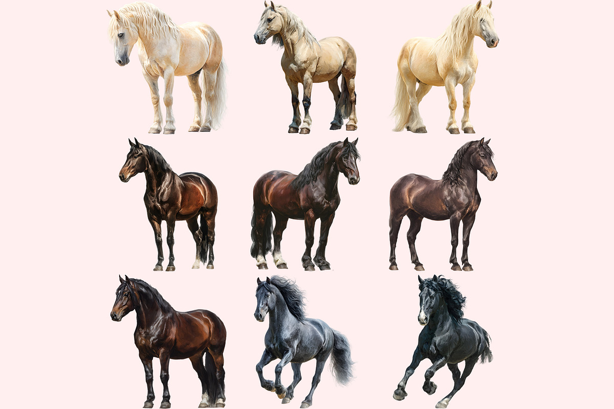 Horse Clipart PNG Bundle, a Graphic by M9 Design (Photo 3 of 11)