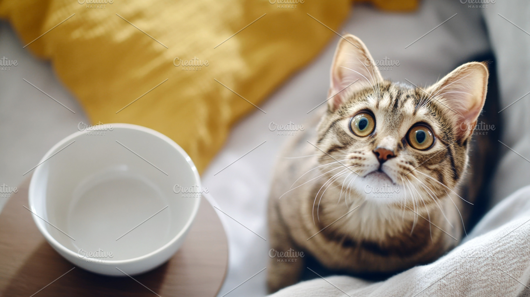 Cat looking at empty bowl on cozy be, a Photo by Dvoevnore photos