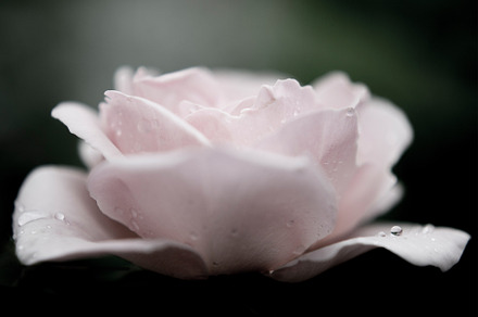Romantic rose printable Wall Art