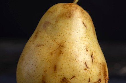 ripe green and yellow pear on a board, a Photo by MyPhotos