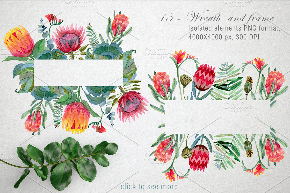 Watercolor Protea set, a Decorative Illustration by annasokol_ (Photo 3 of 8)