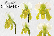 Slipper Orchid Botanical Clipart PNG, a Decorative Illustration by Floraphoria (Thumbnail 3 of 12)