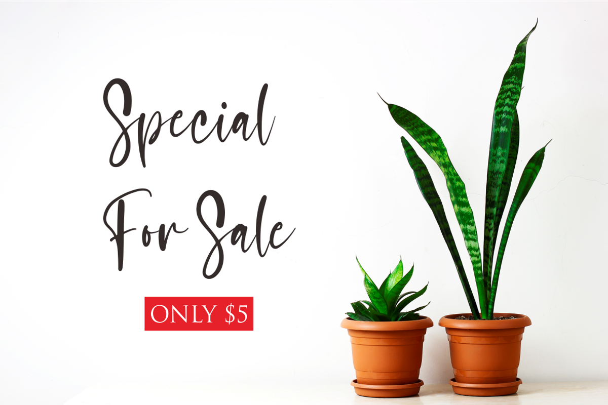 sasa, a Script Font by N (Photo 6 of 10)