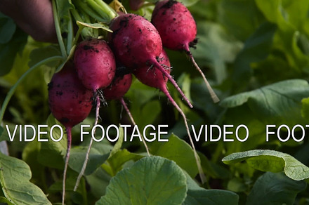 Farmer harvesting radish