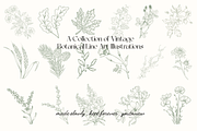 Botanical Line Art Illustrations, a Decorative Illustration by youtoview (Thumbnail 5 of 15)