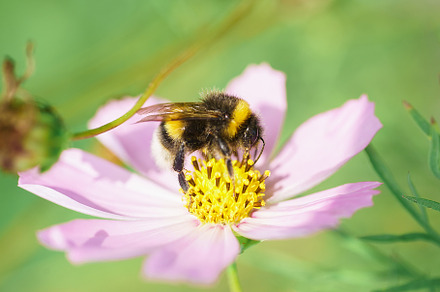Bumblebee on a flower macro. Bumbleb, an Animal Photo by AlexBush