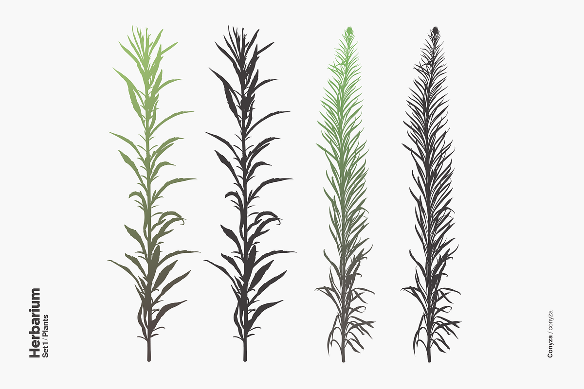 Herbarium: Set 1, a Decorative Illustration by Texture Fabrik (Photo 17 of 19)
