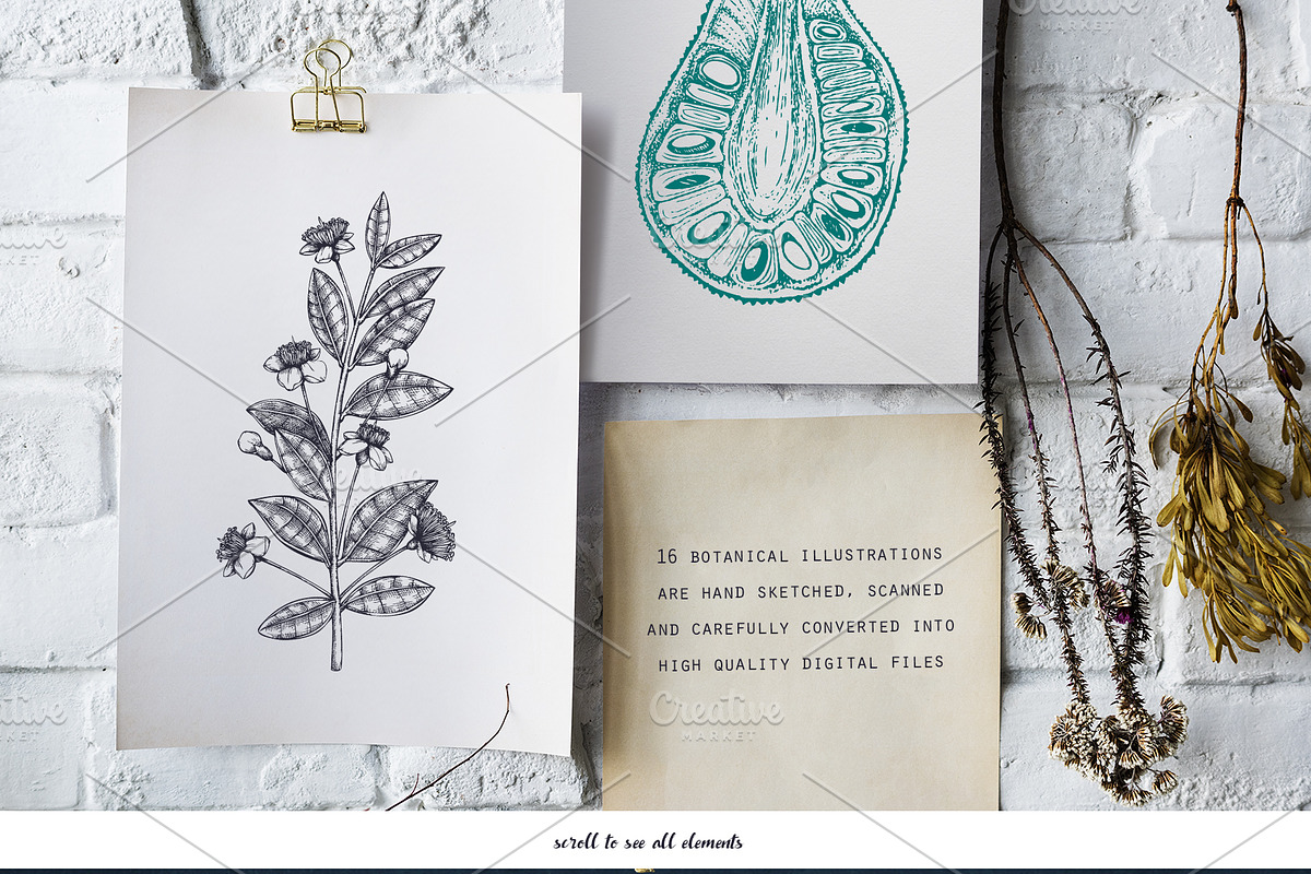 Exotic Plants Vector Collection, a Seasonal Illustration by Yevheniia (Photo 3 of 6)