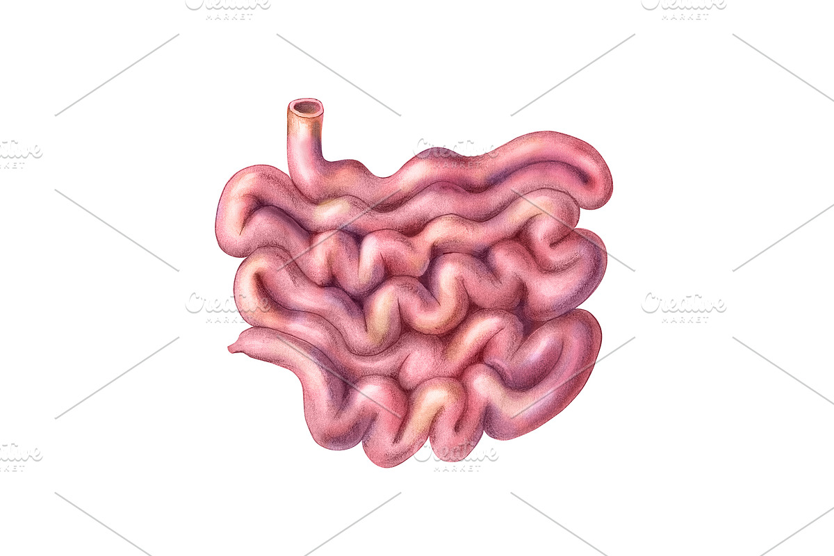 Human Organs Illustration Set, a Healthcare Illustration by Anna Repp Illustration (Photo 12 of 14)